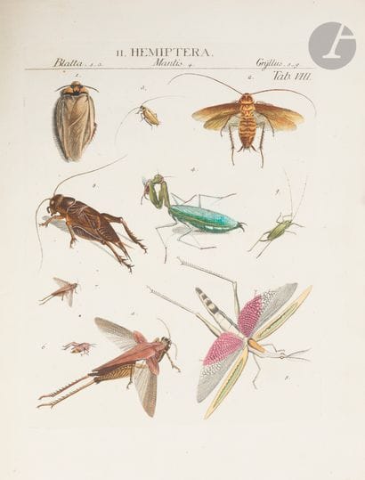 RÖMER (Johann Jacob).
Genera insectorum Linnæi...