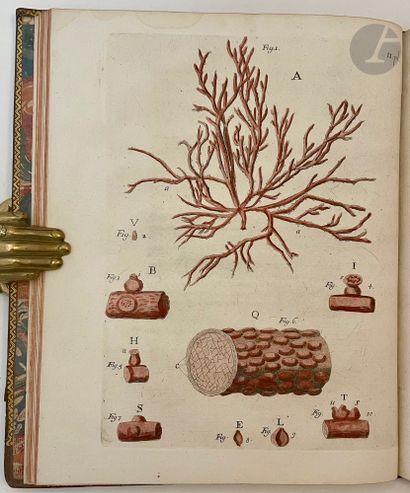 DONATI (Vitaliano) Essai sur l'histoire naturelle...