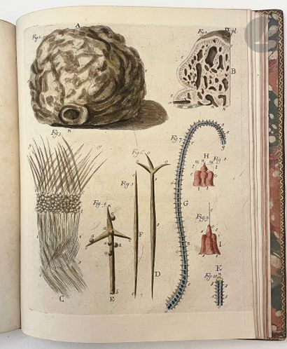 DONATI (Vitaliano) Essai sur l'histoire naturelle...