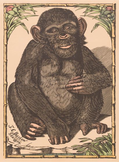 ANONYMOUS 
Monkey 
Chromolithography in imitation...