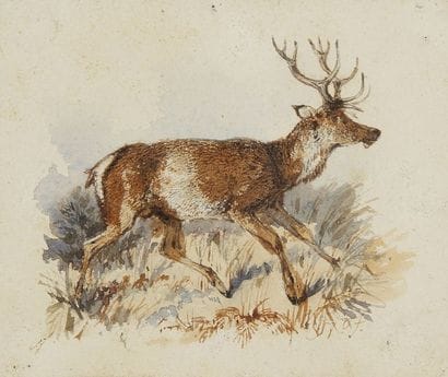 Newton FIELDING (1799-1856)

Un Cerf
Aquarelle.
Monogrammée...