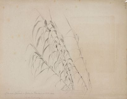 Edouard TRAVIES (1809-c.1869)

Étude de roseaux,...