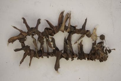 Collier en coquillages, bois et dents de...