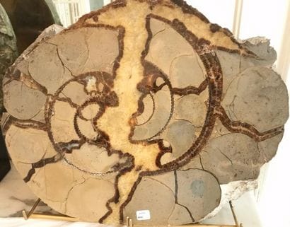 Important fossile d’Ammonite en coupe