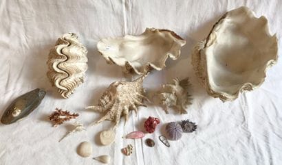 Ensemble de divers coquillages (oursin, turbo...