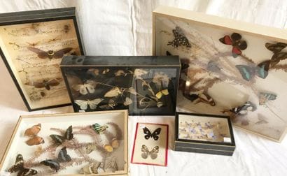 Ensemble de Lépidoptères (papillons) sous...