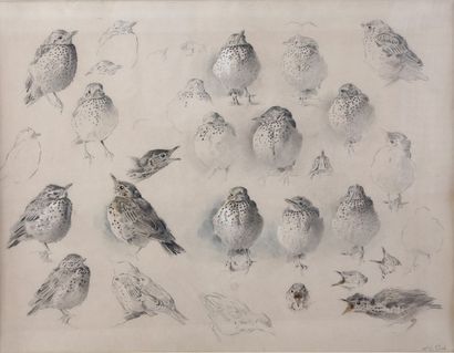 Xavier DE PORET (1894-1975)

Etude de grives...
