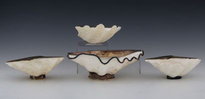 TABLE TOP composed of four shells (tridacne)...