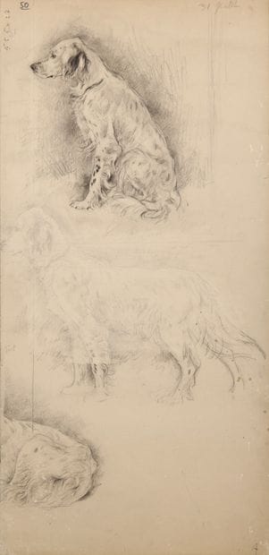 Study of English Setter (Maha)

Charcoal

A...