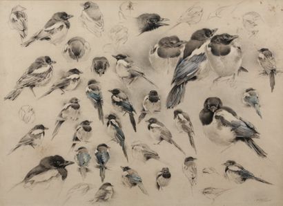 Study of magpies

Charcoal and pastel

Stamp...