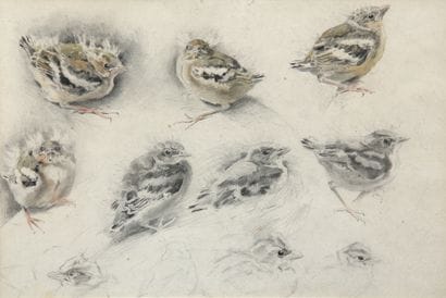 Study of young bullfinches

Charcoal and...
