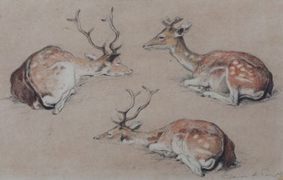 Study of Fallow Deer

Charcoal and pastel...