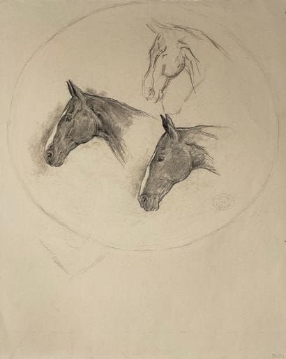 Study of a horse's head with a round view

On...