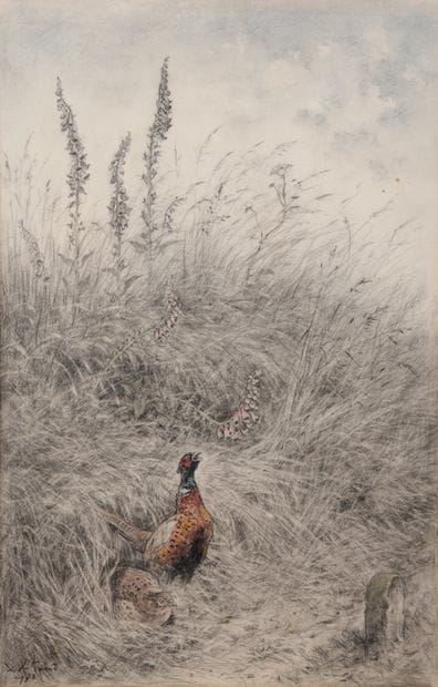 Pheasant couple in the tall grass - 1973

Charcoal...