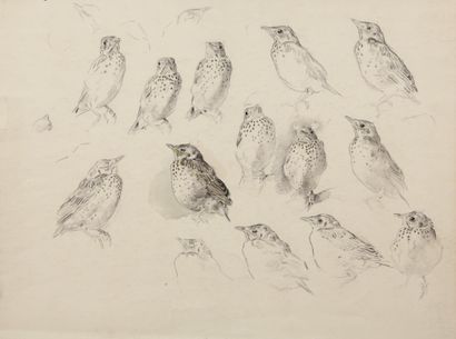 Study of young thrushes

Charcoal, pastel...