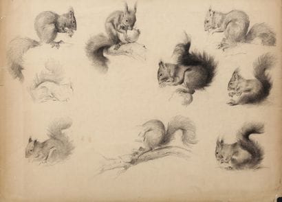 Study of squirrels

Charcoal

A stamp of...