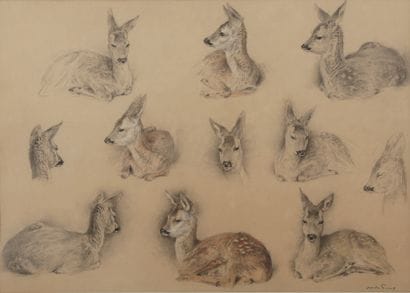 Study of young deer

Charcoal and pastel...