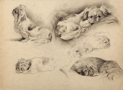 Study of Pekingese on both sides

Charcoal

A...