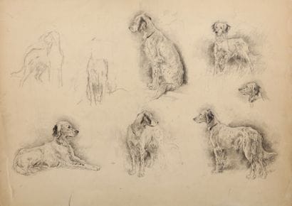 Study of English Setter (Maha)

Charcoal

A...