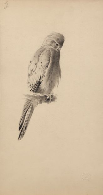 Study of a small connected hawk

Charcoal...