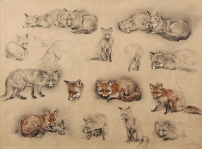 Study of foxes 

Charcoal and pastel on stained...