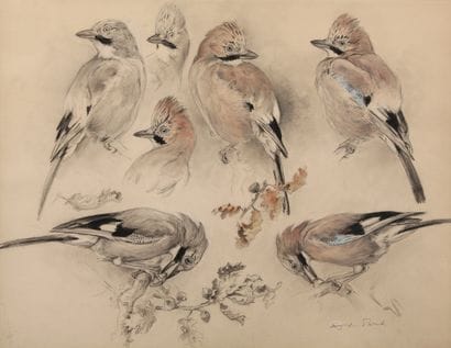 Study of an Oak Jay

Charcoal and pastel

Signed...