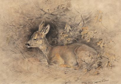 Sheep lying down 

Charcoal and pastel 

Signed...