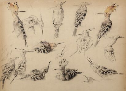 Study of hoopoes

Charcoal and pastel

A...
