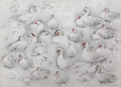 Study of Barbary Ducks

Charcoal and pastel

Signature...