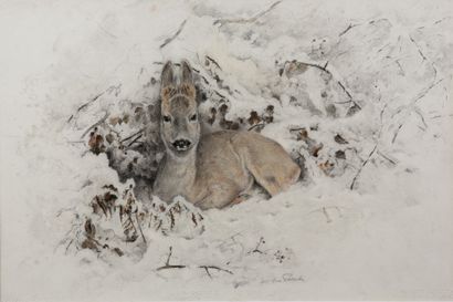 Young brocade lying in the snow

charcoal...