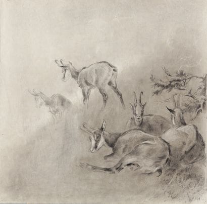 Chamois at rest, on the back Study of little...