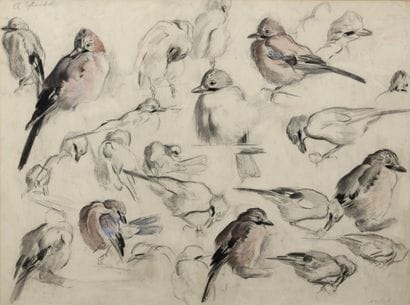 Study of a jay

Charcoal and pastel

Stamp...