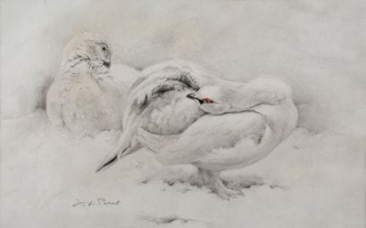 Couple of ptarmigan in the snow

Charcoal...