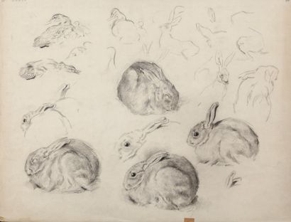 Study of ducks, ducklings and youngsters....