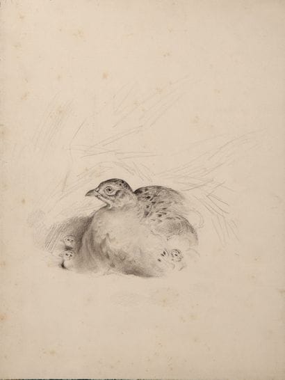 Pheasant and pheasants

Charcoal

A stamp...