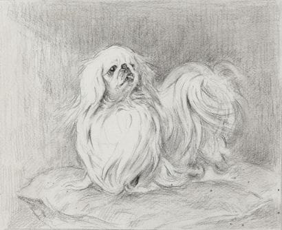 Pekingese on a cushion

Charcoal with checkering

A...