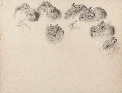 Study of rabbits - Study of English setter...