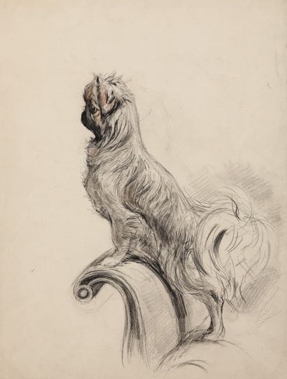 Pekingese on the sofa

Charcoal and pastel

A...