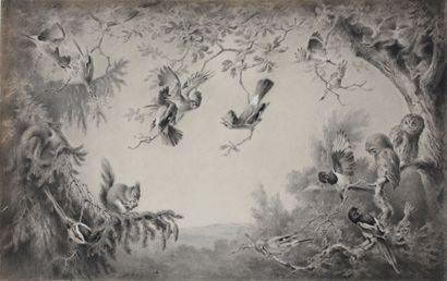 On the edge of a forest (Squirrels, hoopoes,...