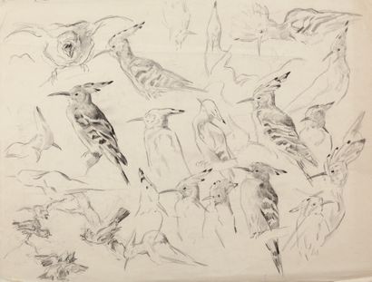 Study of hoopoes on both sides

Charcoal

A...