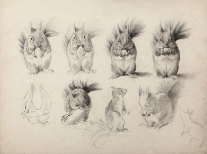 Study of squirrels 

Charcoal

A stamp of...