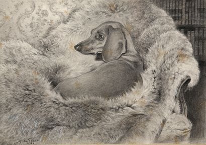 Dachshund on a fur blanket - 1971

Charcoal...
