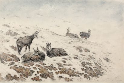 Chamois at rest in a snowy landscape

Charcoal...