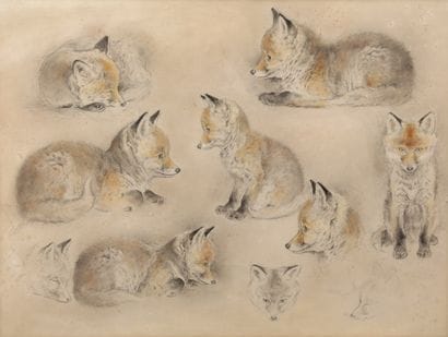 Study of fox cubs

Charcoal and pastel

A...