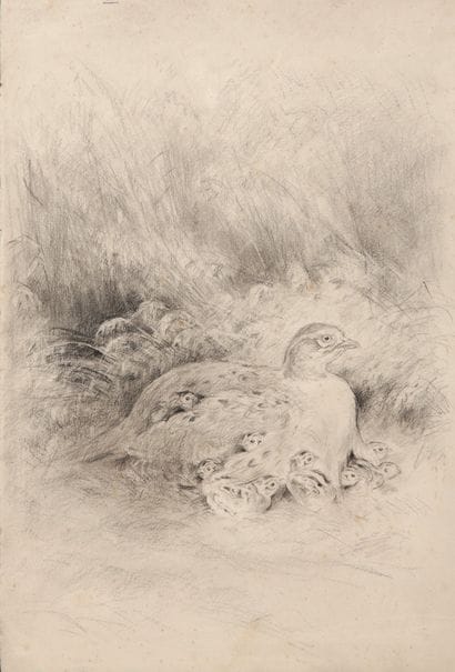 Pheasant and pheasants

Charcoal

A stamp...