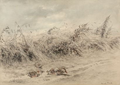 Red partridge on the edge of a wheat field

Charcoal...