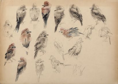 Study of a jay after the rain - 1927

Charcoal...
