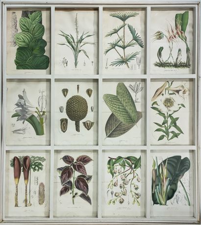 12 LITHOGRAPHIES IN COLOR of botany of the...