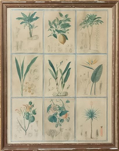 12 LITHOGRAPHIES IN COLOR of botany of the...