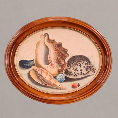 XXth CENTURY SCHOOL

Still life with shells

WATERCOLOR...